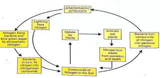 "Microorganisms: Friend and Foe,"JKBOSE class 8th science chapter 1 nitrogen cycle